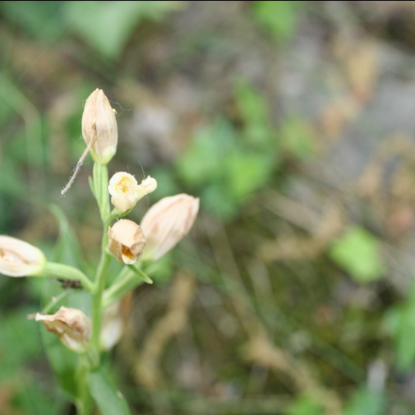 Cephalantera damasonium